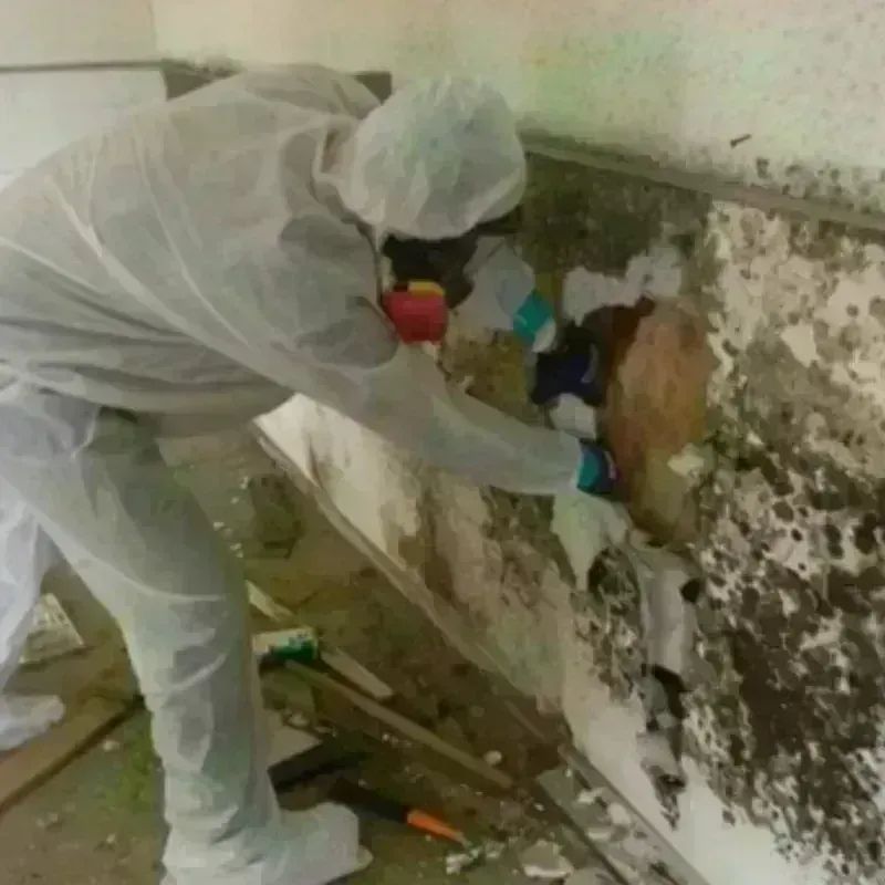 Mold Remediation and Removal in McAdoo, PA